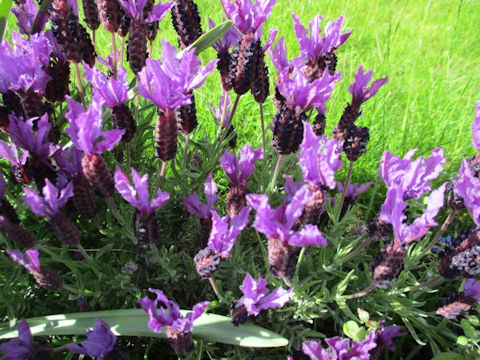 Lavandula stoechas