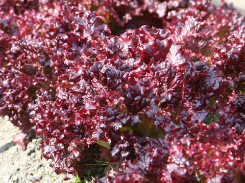 Lactuca sativa