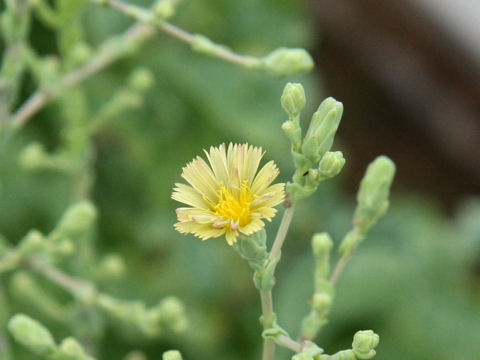 Lactuca sativa