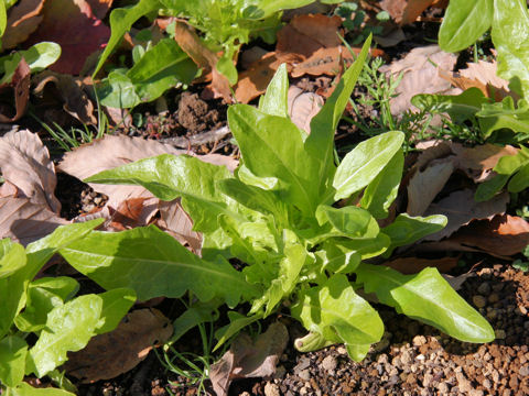 Lactuca sativa