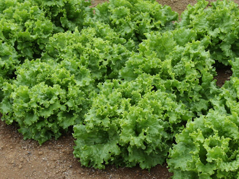 Lactuca sativa