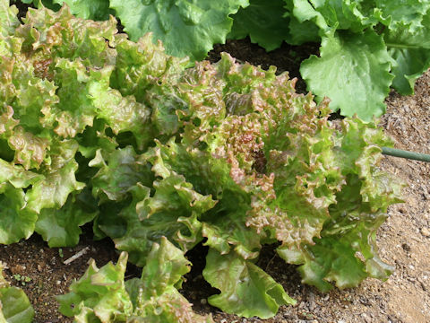 Lactuca sativa