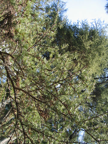 Cedrus libani