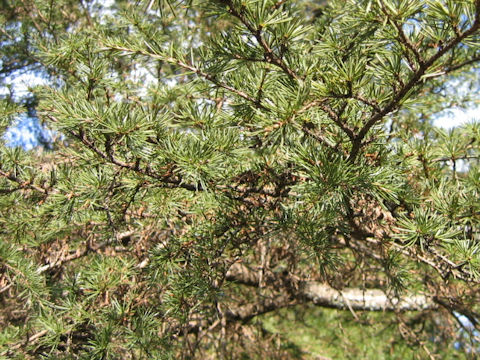 Cedrus libani