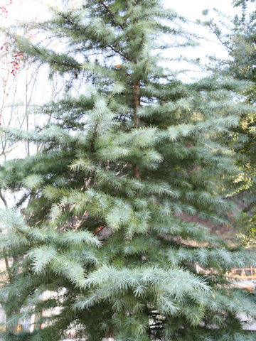 Cedrus libani