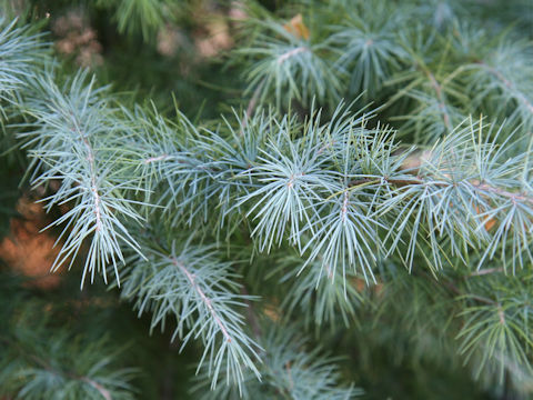 Cedrus libani