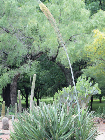 Agave lechuguilla