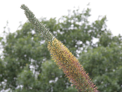 Agave lechuguilla