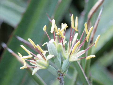 Agave lechuguilla