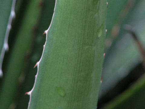 Agave lechuguilla