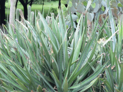 Agave lechuguilla