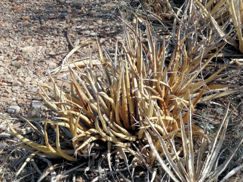 Agave lechuguilla