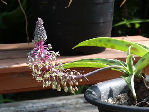 Ledebouria floribunda