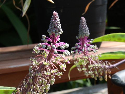 Ledebouria floribunda