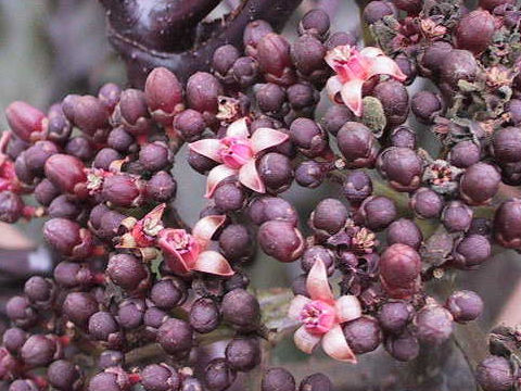 Leea coccinea cv. Rubra