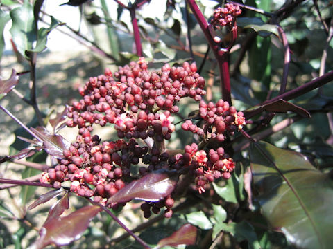 Leea coccinea cv. Rubra