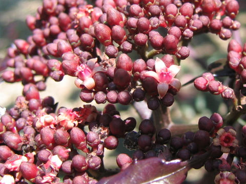 Leea coccinea cv. Rubra