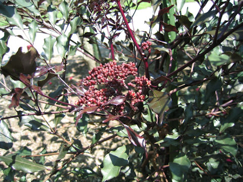 Leea coccinea cv. Rubra