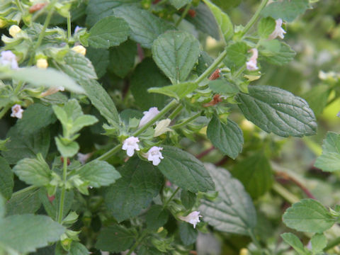 Melissa officinalis