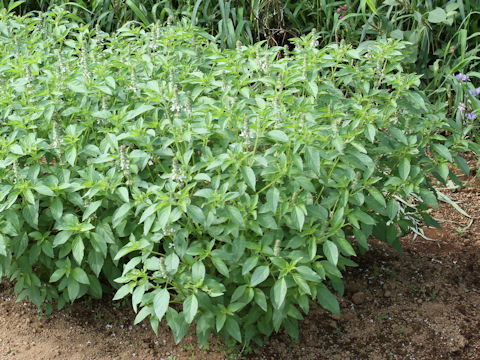 Ocimum x africanum