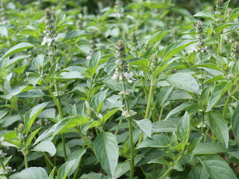 Ocimum x africanum