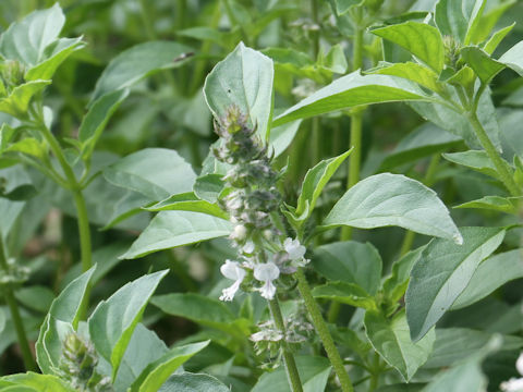 Ocimum x africanum