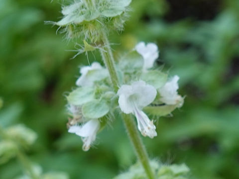 Ocimum x africanum