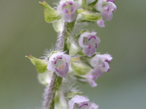 Perilla frutescens var. citriodora