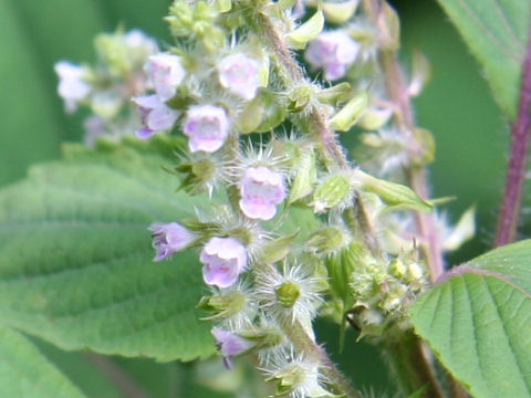 Perilla frutescens var. citriodora