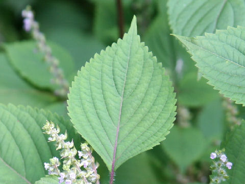 Perilla frutescens var. citriodora