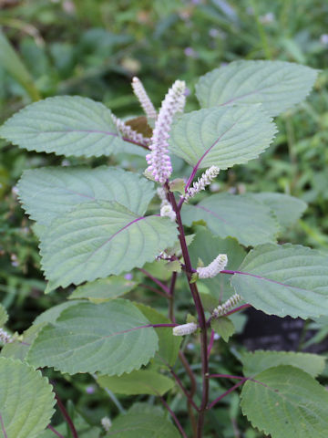 Perilla frutescens var. citriodora