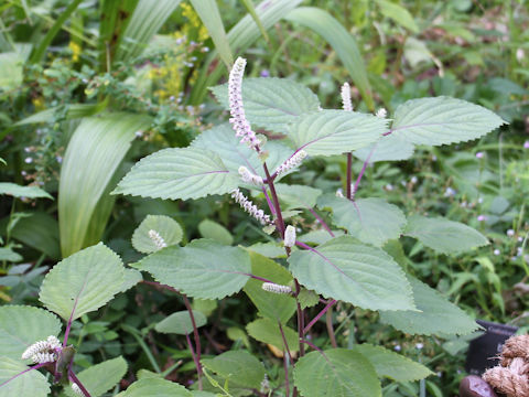 Perilla frutescens var. citriodora