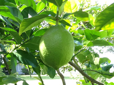 Citrus limon cv. Eureka