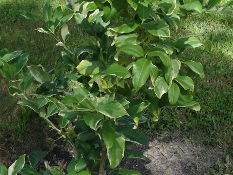 Citrus limon cv. Variegated Eureka