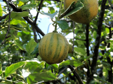 Citrus limon cv. Variegated Eureka