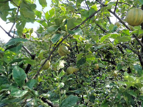 Citrus limon cv. Variegated Eureka