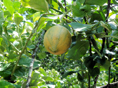 Citrus limon cv. Variegated Eureka