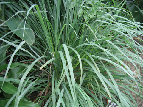 Cymbopogon citratus