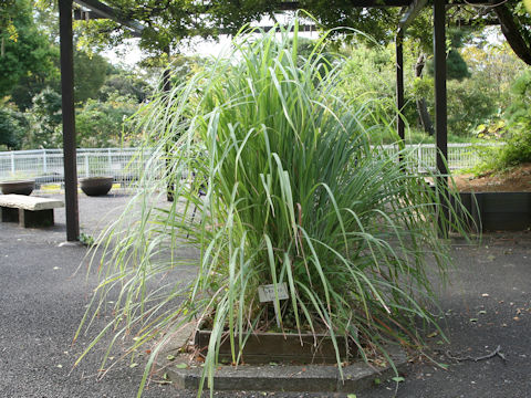 Cymbopogon citratus