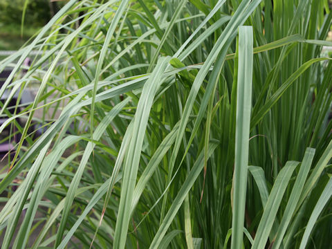 Cymbopogon citratus