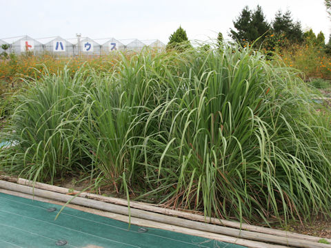 Cymbopogon citratus