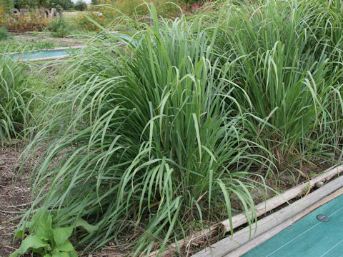 Cymbopogon citratus