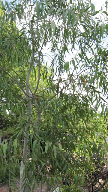 Corymbia citriodora