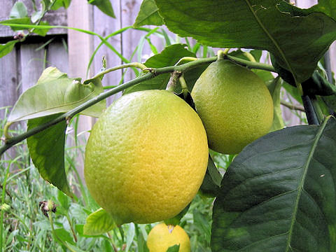 Citrus limon