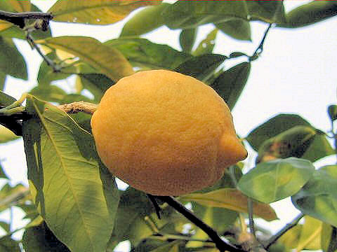 Citrus limon