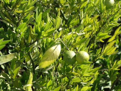 Citrus limon