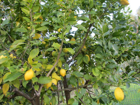 Citrus limon