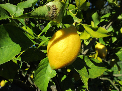 Citrus limon