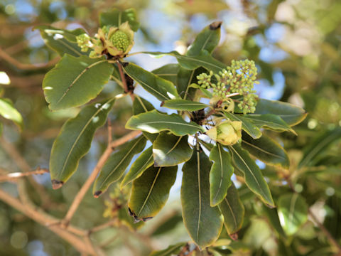 Pittosporum eugenoides