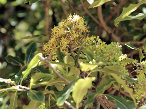 Pittosporum eugenoides